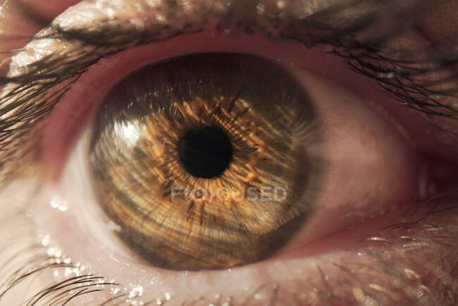 Macro vista de ojo marrón de persona anónima iluminado por la luz del sol mirando a la cámara - foto de stock