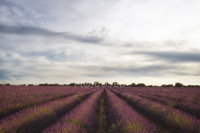 Lavender flowers field under cloudy sky in Brihuega, Spain — Stock Photo