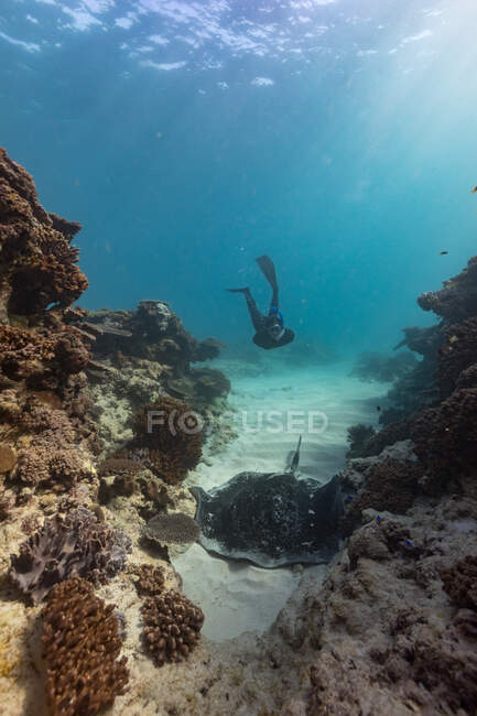 Mann mit Tauchausrüstung schwimmt auf großen Stachelrochen im sauberen blauen Meerwasser im Korallenriff zu — Stockfoto