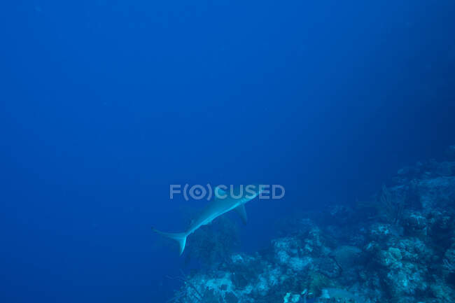 Enorme tiburón arrecife salvaje y peces nadando sobre fondo azul de agua de mar limpia - foto de stock
