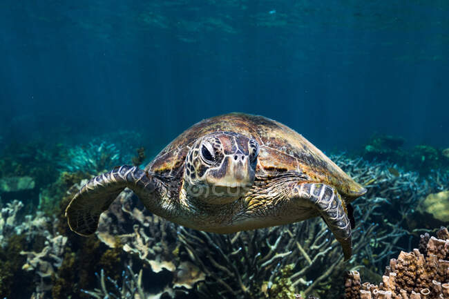 Large green sea turtle swimming over bottom in clean blue water of ocean — Stock Photo