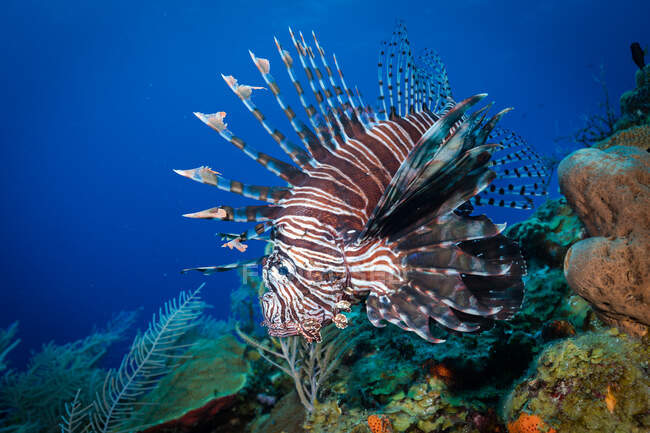Смугастий і гострий дикий лев риба плаває біля коралового рифу в чистій блакитній воді океану — стокове фото