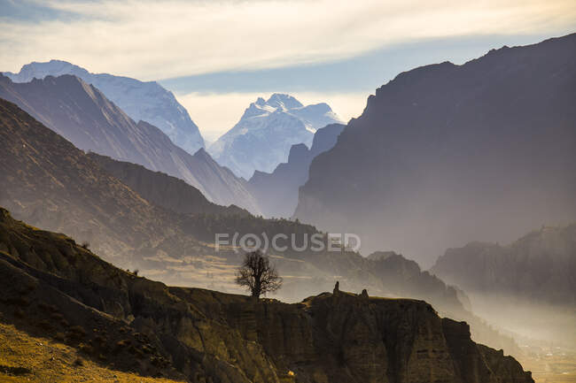 Einsamer, blätterloser Baum wächst auf einem felsigen Hügel vor dem Hintergrund der Himalaya-Berge in Nepal bei Sonnenuntergang — Stockfoto