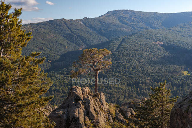 Arbres de conifères poussant sur des rochers contre la montagne verdoyante lors d'une journée ensoleillée dans le parc national de la Sierra de Guadarrama à Madrid, Espagne — Photo de stock