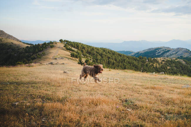 Enérgico perro esponjoso Labradoodle corriendo en la colina cubierta de hierba en las tierras altas en el día nublado - foto de stock