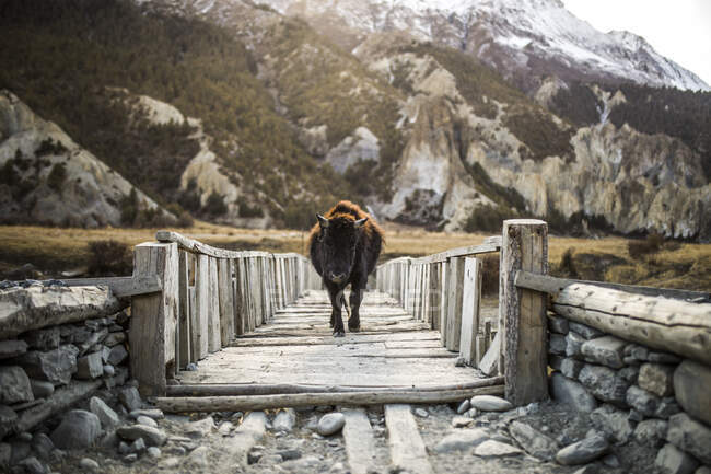 Brown fluffy bison calf walking on shabby wooden bridge located in Himalayas mountains in Nepal — Stock Photo