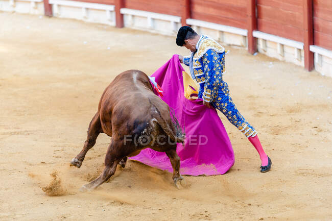 Vista lateral do destemido toreador realizando capota segurando com touro na praça durante o festival de corrida — Fotografia de Stock