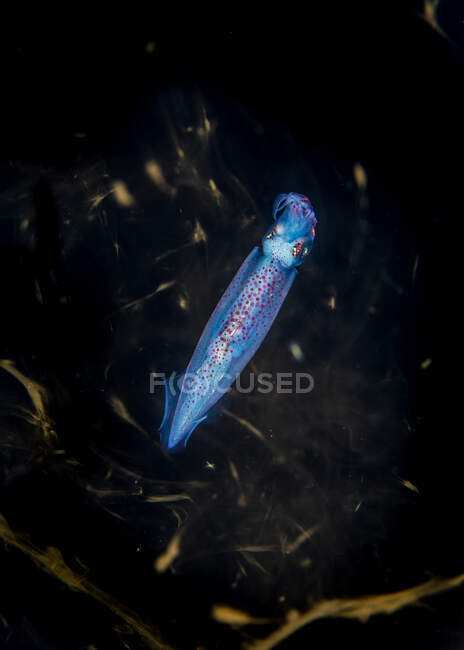 Calamari volanti al neon con corpo smorzato trasparente e armi di piccolo calibro tra ambiente naturale subacqueo su fondo nero — Foto stock