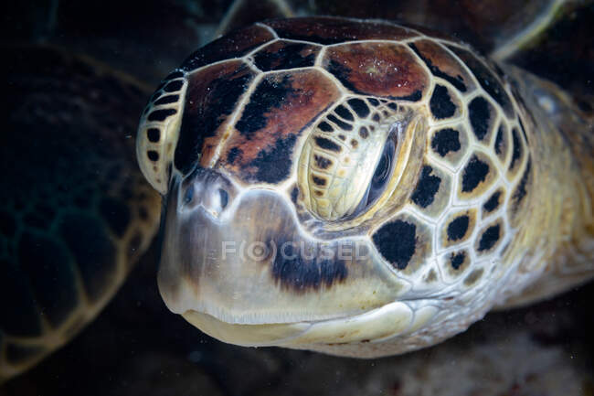 Großaufnahme Kopf einer wilden Meeresschildkröte schwimmt im dunklen Meerwasser in der Nähe von Korallenriffen — Stockfoto
