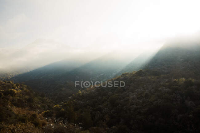 Wunderschöne Landschaft mit Kronen hoher immergrüner Bäume vor nebligem Hochland am Horizont im Sequoia National Park in den USA — Stockfoto