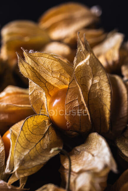 From above of seamless background of orange physalis placed in rows on black table — Stock Photo