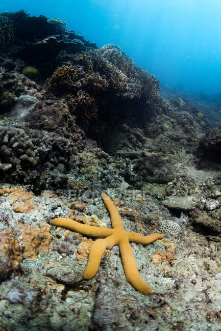 Unterwasserblick auf gelbe Seesterne, die auf felsigem Korallenriff in klarem Meerwasser kriechen — Stockfoto