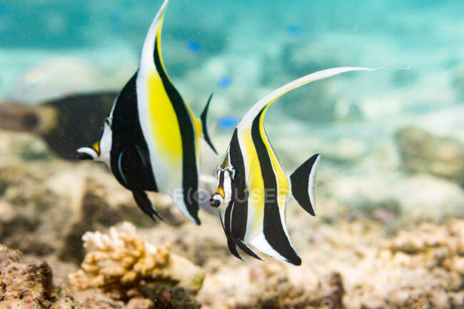 Striped Moorish idols swimming near rough surface of coral reef in transparent water of clean sea — Stock Photo