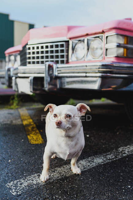 Bottom view of a dog next to a classic pink car on a rainy day — Stock Photo