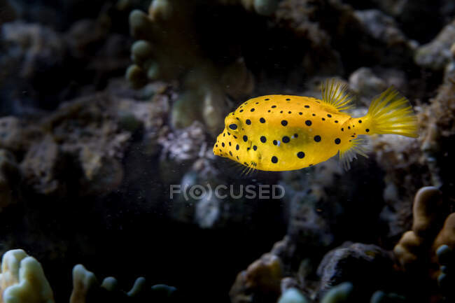 Плямиста жовта коробка риба плаває у прозорій воді біля коралового рифу в океані — стокове фото