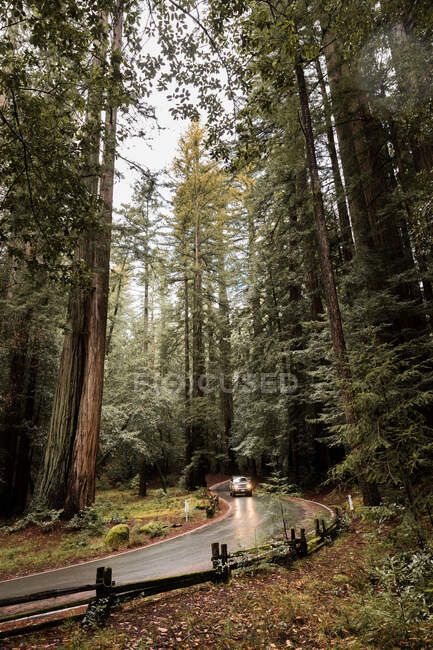 Pintoresco paisaje con coche solitario que va a lo largo de un camino de asfalto húmedo a través de un denso bosque con enormes secuoyas de hoja perenne en Big Basin State Park en California - foto de stock