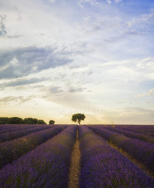 Lavender flowers field under colorful sundown sky in Brihuega, Spain — Stock Photo