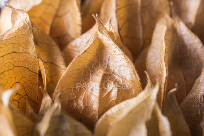 Closeup of full frame background of heap of Peruvian groundcherry at daytime — Stock Photo