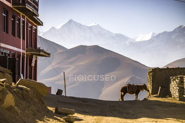 Mulo con sella e redini in piedi su strada sabbiosa in insediamento situato nelle montagne dell'Himalaya nella giornata di sole in Nepal — Foto stock
