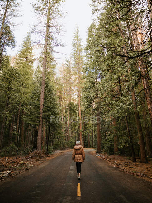 Обратный вид на неузнаваемую женщину в теплой одежде, идущую в одиночестве по пустой асфальтовой дороге против старых зеленых деревьев удивительной высоты в Национальном парке Йосемити в США — стоковое фото