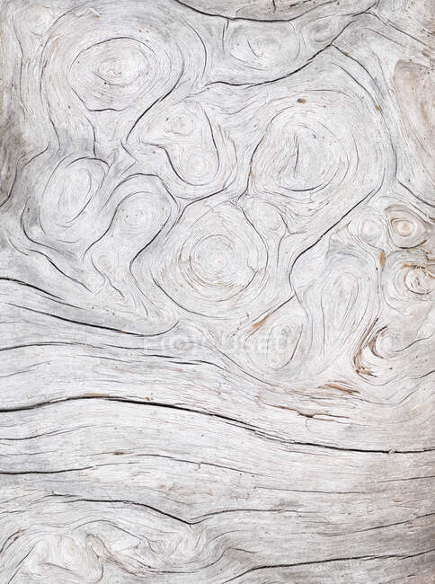 Закрыть спиральные образцы древесных зерен в куске выветрившейся дрейфующей древесины. Руби-Бич, Олимпийский национальный парк, побережье Вашингтона — стоковое фото