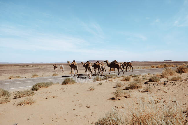 Camellos de pie cerca de camino de asfalto comiendo hierba seca en el desierto de arena contra el cielo nublado cerca de Marrakech, Marruecos - foto de stock