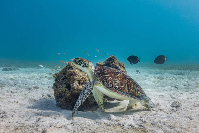 Дикая морская черепаха плавает в голубой морской воде возле кораллового рифа и скалы — стоковое фото