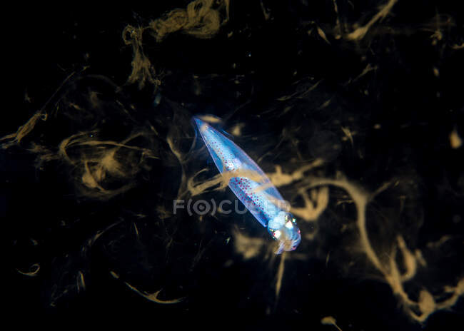 Calamar volador de neón con cuerpo moteado transparente y brazos pequeños entre el ambiente submarino natural sobre fondo negro - foto de stock