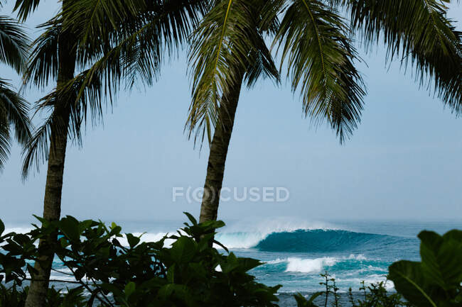Erstaunliche Landschaft aus wogendem Meer und grünen Palmen, die an der exotischen Küste wachsen — Stockfoto