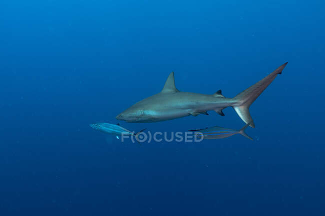 Huge wild reef shark and fish swimming on blue background of clean sea water — Stock Photo