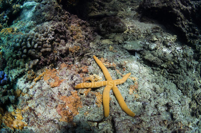 Vista subaquática de estrelas-do-mar amarelas rastejando em recifes de corais rochosos em águas marinhas claras — Fotografia de Stock