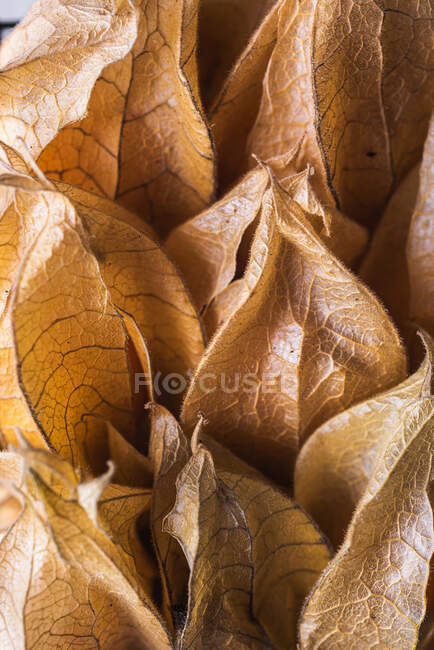 Вид сверху оранжевого физалия с листьями — стоковое фото