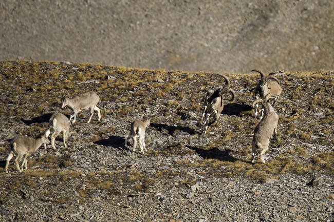 Повітряний вид на стадо самців і самиць ібексів, що пасуться на скелястому пагорбі в горах Гімалаїв у Непалі. — стокове фото