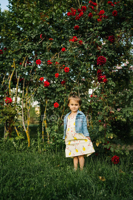 Longitud completa de linda niña en vestido y chaqueta de mezclilla de pie sobre hierba verde contra el arbusto en flor con flores rojas en el parque de verano - foto de stock