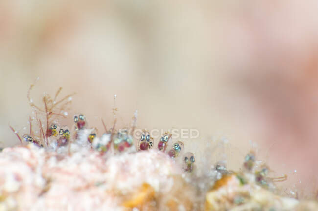 Closeup tiny eggs of sergeant mayor fish attached to surface of coral reef in transparent clean water of sea — Stock Photo