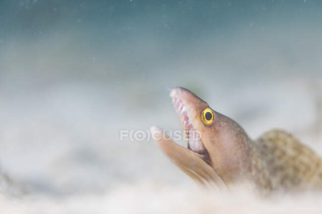 Morena blanca salvaje con dientes afilados en boca abierta yaciendo en el fondo del mar y esperando a su presa - foto de stock