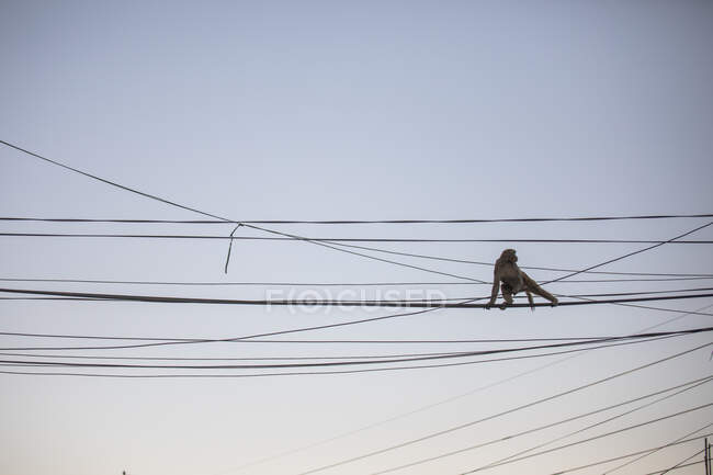 Adorable macaco esponjoso sentado sobre cuerdas en el fondo del cielo al atardecer en Nepal - foto de stock