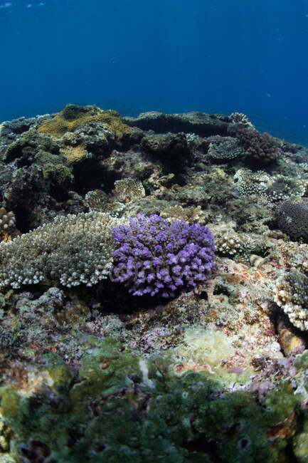 Подводный вид на кораллы Acropora, растущие на скалистом дне моря с голубой водой — стоковое фото