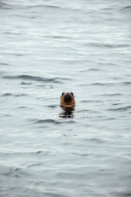 Porträt einer Seehundrobbe, die ihren Kopf aus dem Wasser stößt — Stockfoto