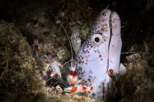 Anguille de murène blanche et crevettes corail bagué dans un fond d'océan sombre — Photo de stock