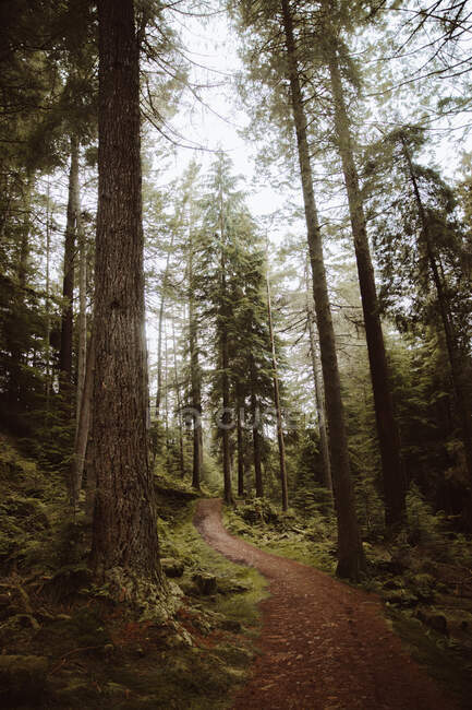 Landscape of green coniferous forest with narrow trail passing among tall trees — Stock Photo