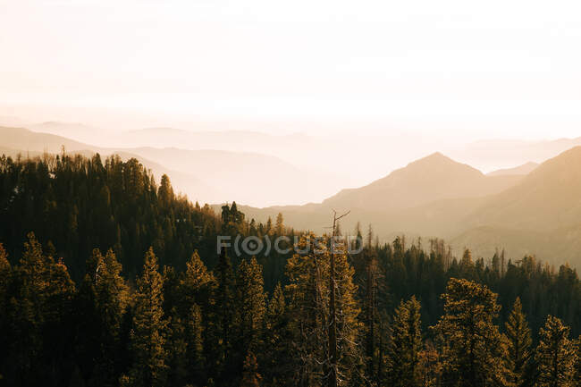 From above wonderful landscape with crowns of tall evergreen trees against foggy highland at horizon in Sequoia National Park in USA — Stock Photo
