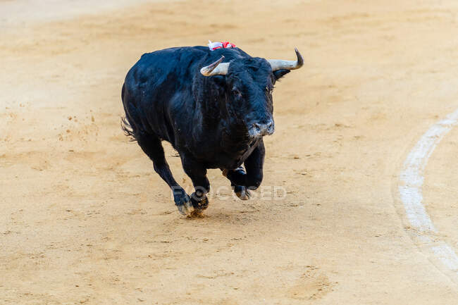 Touro furioso com pele preta correndo ao longo da praça de touros arenosos durante o tradicional festival de corrida — Fotografia de Stock