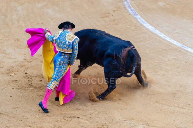 Back view of anonymous fearless toreador performing holding capote with wild bull on bullring during corrida festival — Stock Photo
