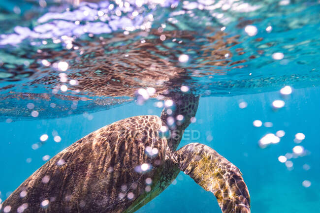 Große grüne Meeresschildkröte schwimmt im sauberen blauen Wasser des Ozeans — Stockfoto