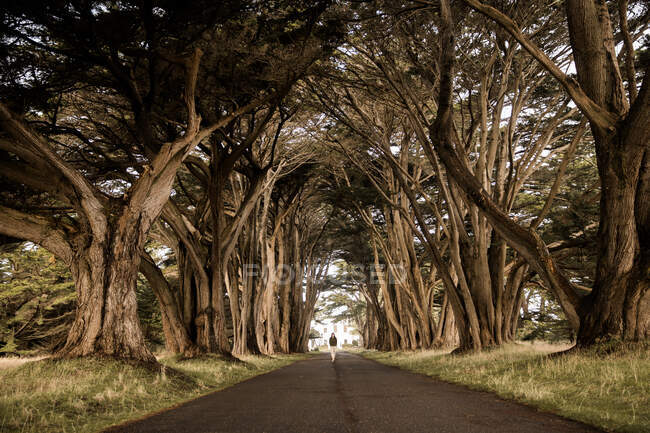Female tourist standing on empty roadway under arch of cypress trees in tunnel of Point Reyes State Park in California — Stock Photo