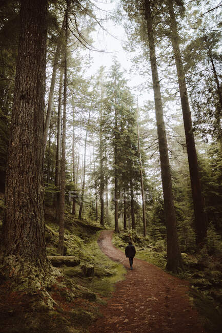 Visão traseira do caminhante irreconhecível caminhando ao longo do caminho em meio a árvores altas na floresta no Reino Unido — Fotografia de Stock