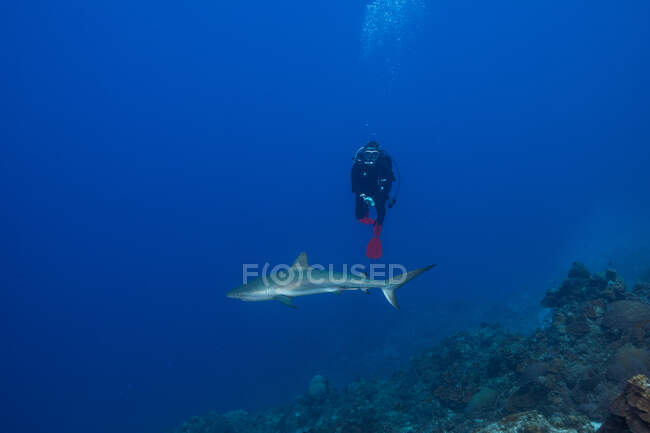 Anonymous person in diving suit swimming near wild shark over coral reef surface in dark blue water of sea — Stock Photo