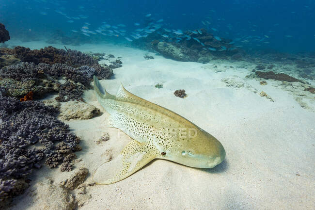 Леопардова акула лежить на піщаному дні чистого моря біля коралового рифу. — стокове фото