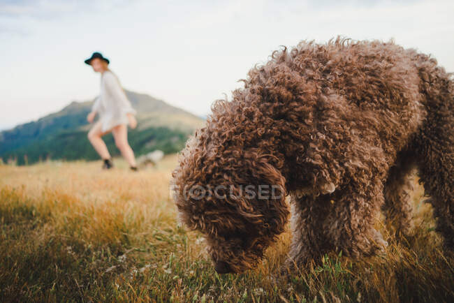 Propietaria femenina despreocupada con palo de madera corriendo en el césped y jugando con perro Labradoodle mientras se divierten en las tierras altas juntos - foto de stock